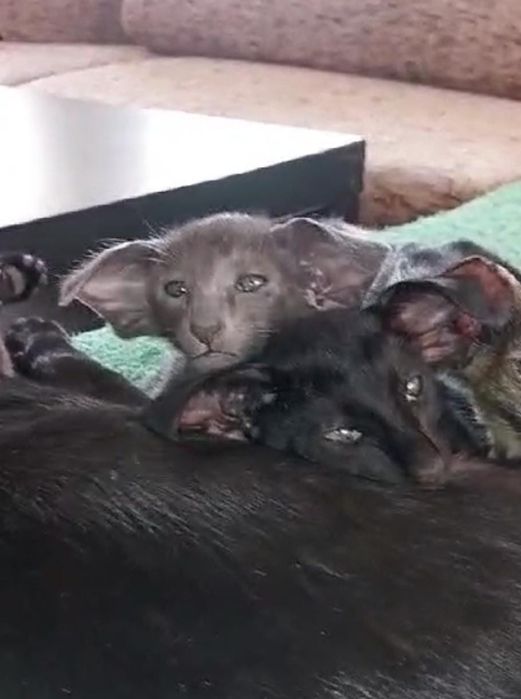 Ориентальные котята экстрим