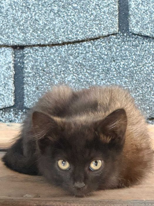 Котята бесплатно