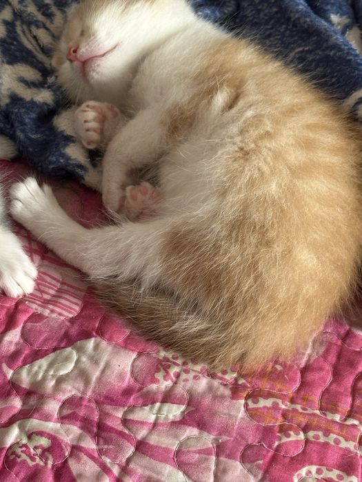 Котики воспитанные послушные