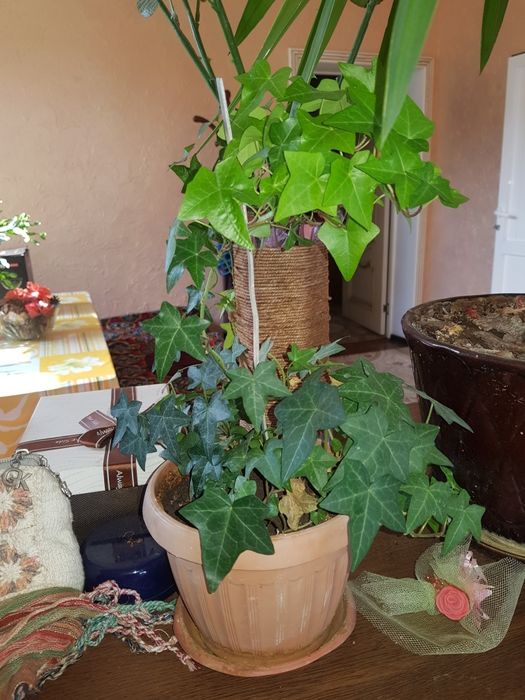 Комнатные растения