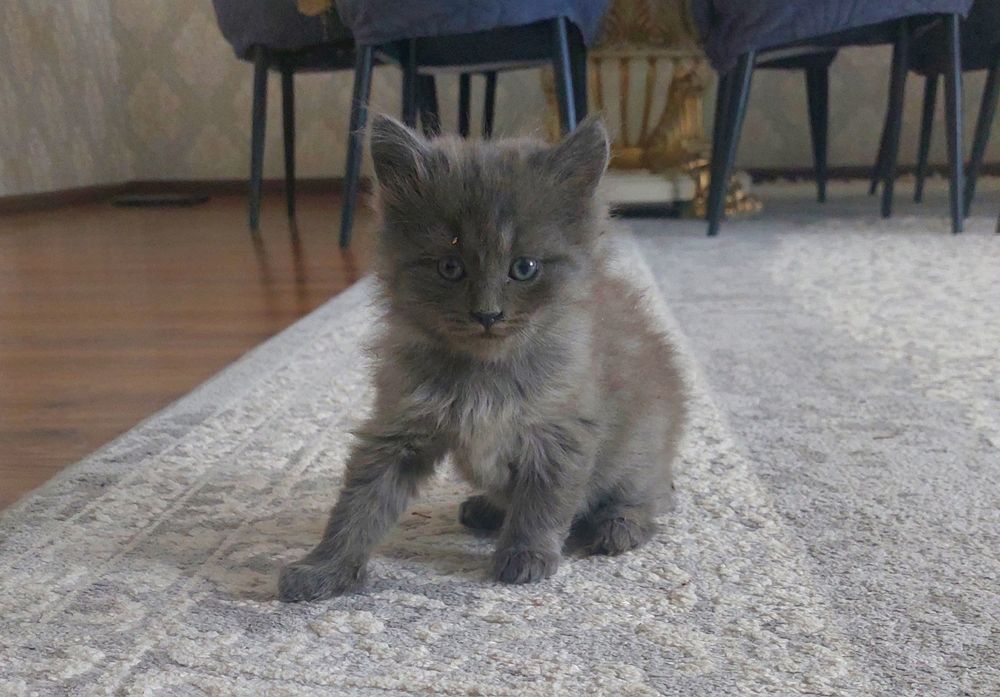 Продам котенка (мальчик)