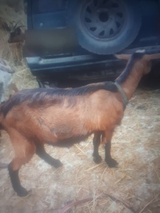Продам козу с козлятами.первокотка.
