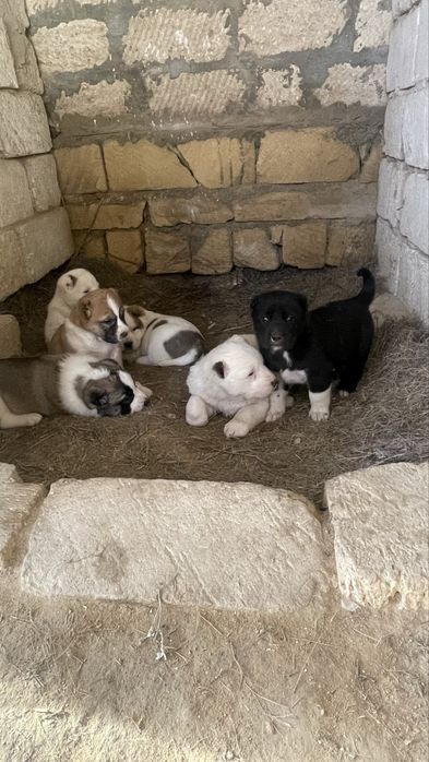 Алабай күшіктер сатылады