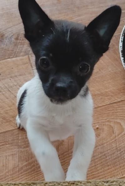 Отдам щенков в хорошие и добрые руки мальчик и 2 девочки