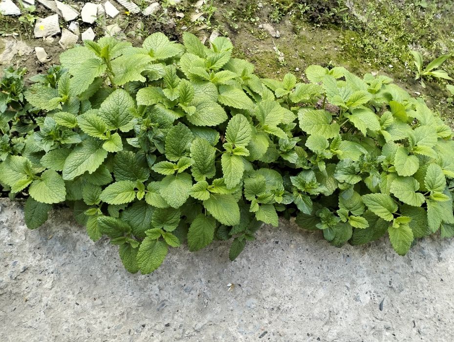 Продам Мяту  Мелисса.