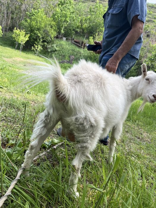 Продам Козу Порода Заненская