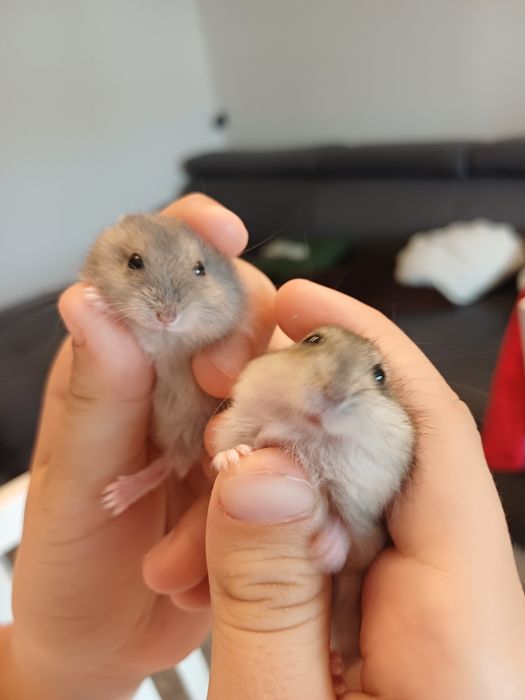 Vând hamsteri pitici