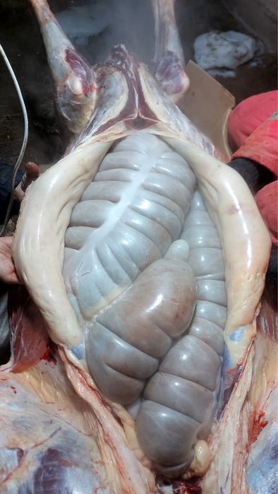 Жабағылар соғымға сатылады