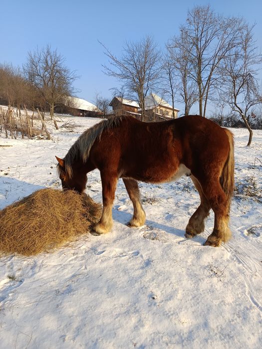 Armăsar de vânzare