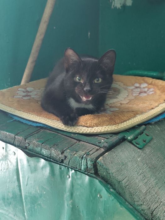 Котенок девочка в добрые руки