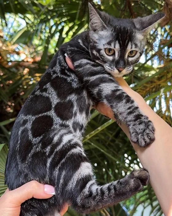 Бенгальцы бесплатно