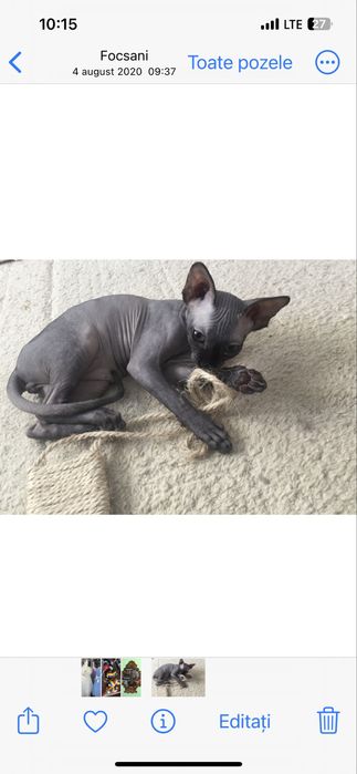 Pisici sphynx compania potrivita pentru tine