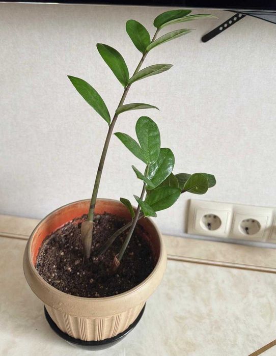 Комнатные цветы: Долларовое дерево