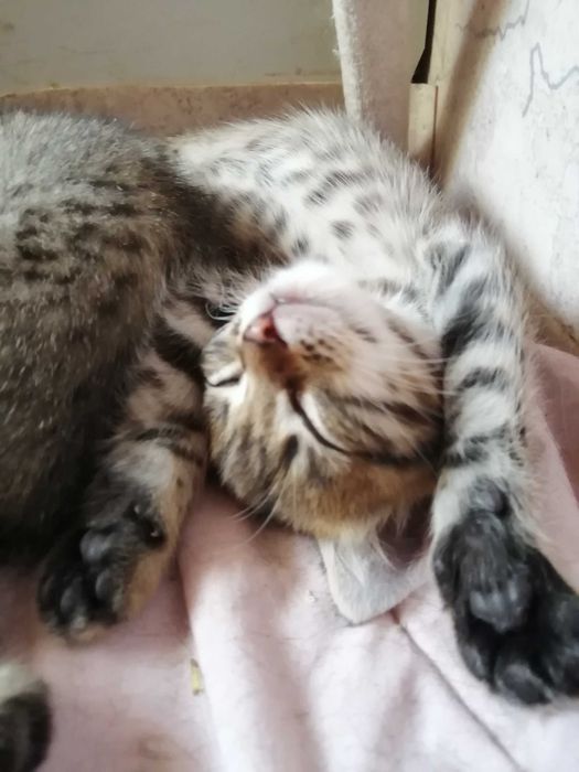 …ОБЫЧНЫЙ Котенок?