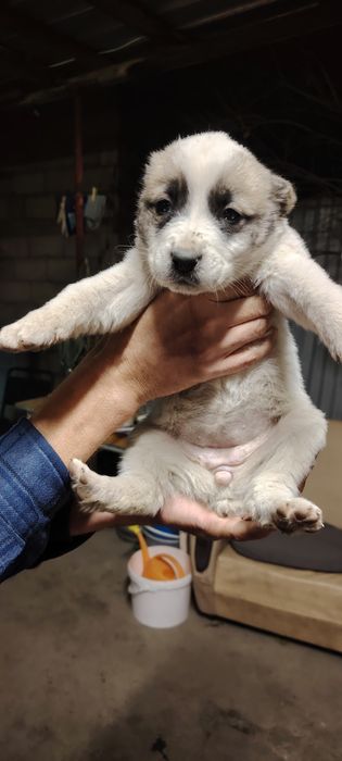 Продам шенков алабая