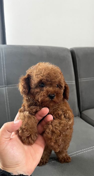 Пудел ТоЙ Pudlle Toy