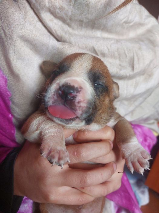 Бронь на щенков АПТ