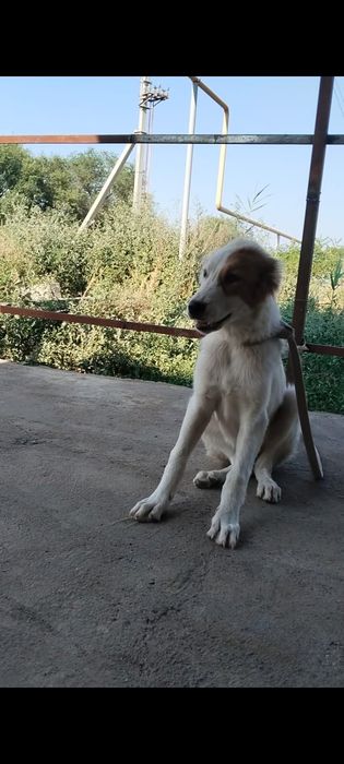Төбет сатылады 4айлық