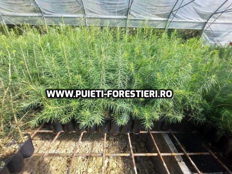Puieti containerizati larice (Larix decidua) apti de plantat