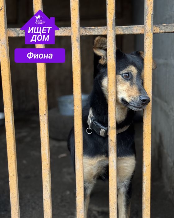 Собаки в поиске хозяев!