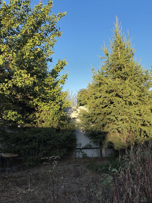 Ёлка домашние в огороде