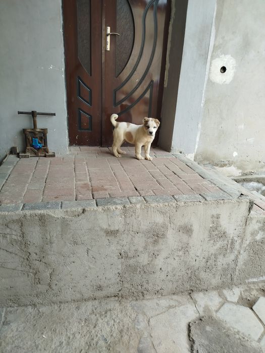 Buldozer alabay ikki oylik