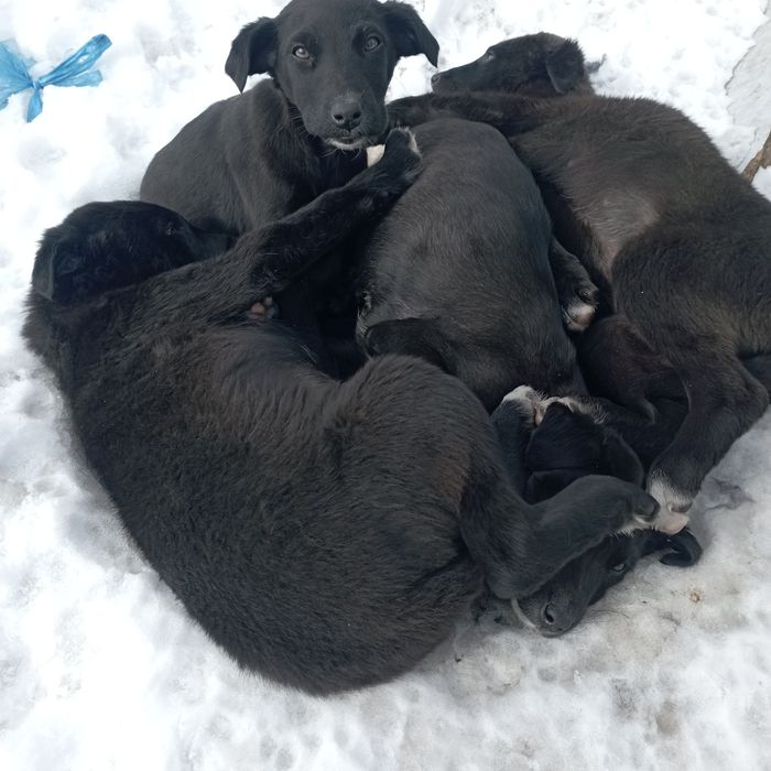 Отдам щенков в хорошие руки