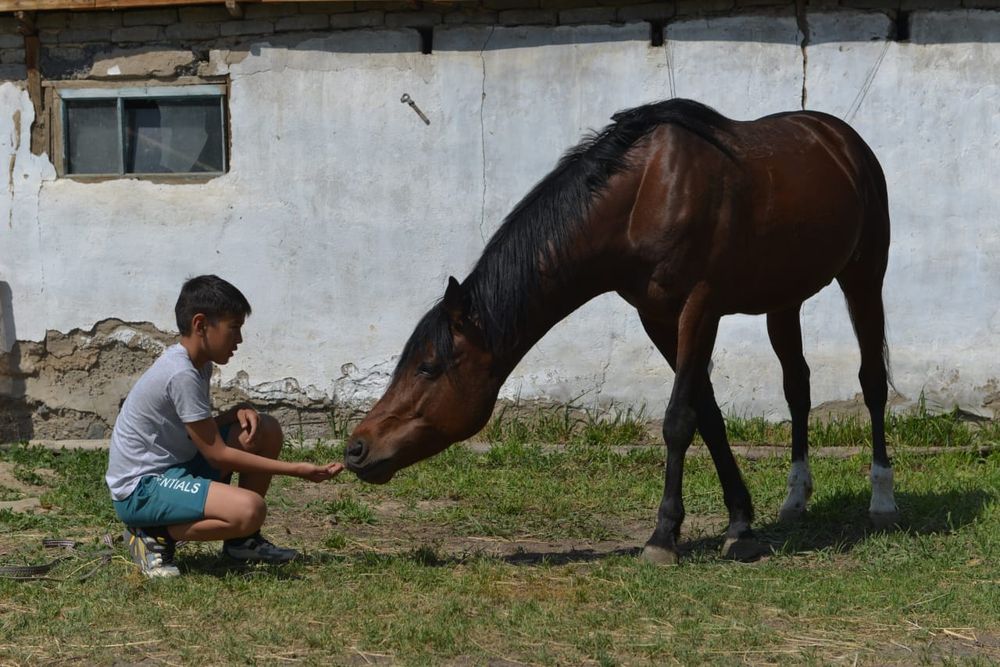 Жеребец Англо Арап