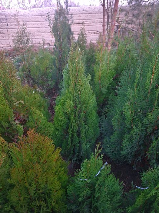 Арчалар. Хлма хл турдаги