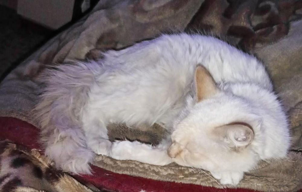 Кот мальчик полтора года