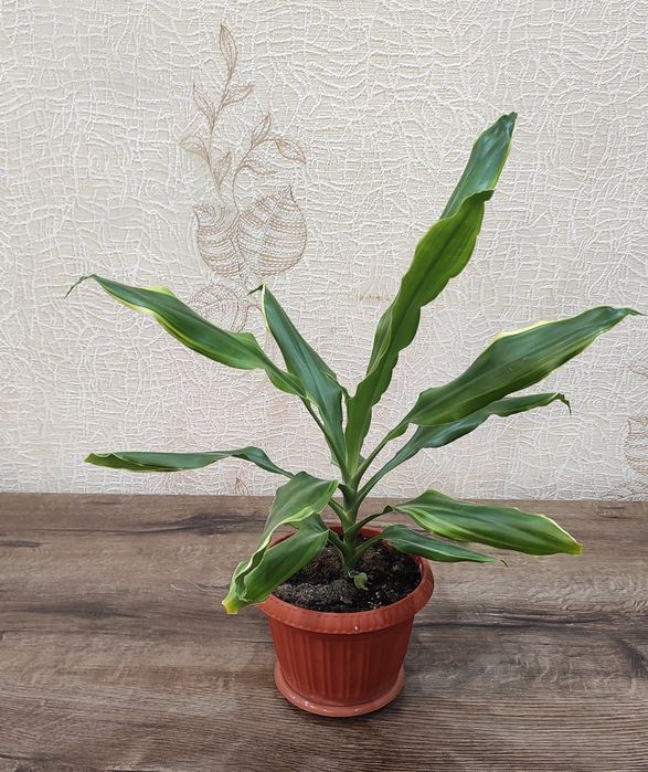 Продам комнатные цветы.