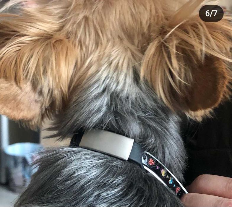 Бижу за вашия космат приятел