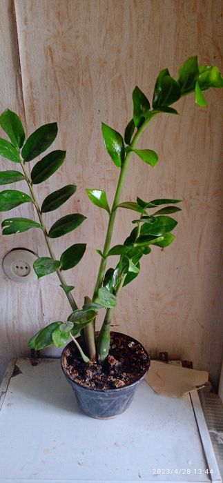 Змеякулькос комнатное растение