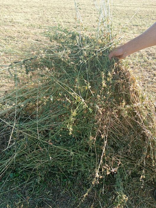Baloți de lucernă