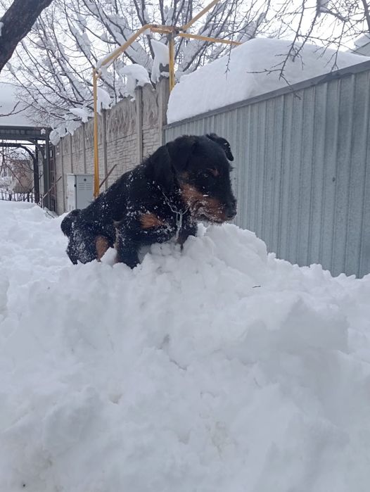 Молодой ягтерьер для вязки