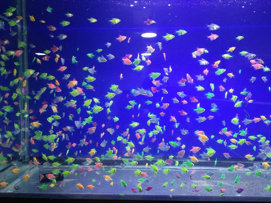 Fosfirniy rangli baliqlar