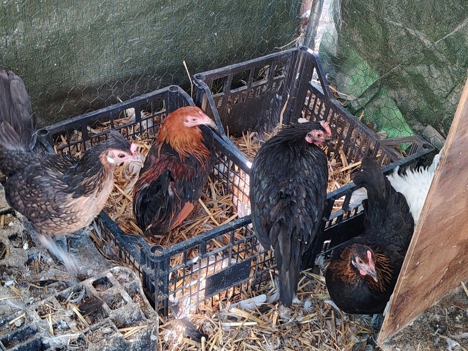 Vând familii găini pitice sau cloșca cu pui