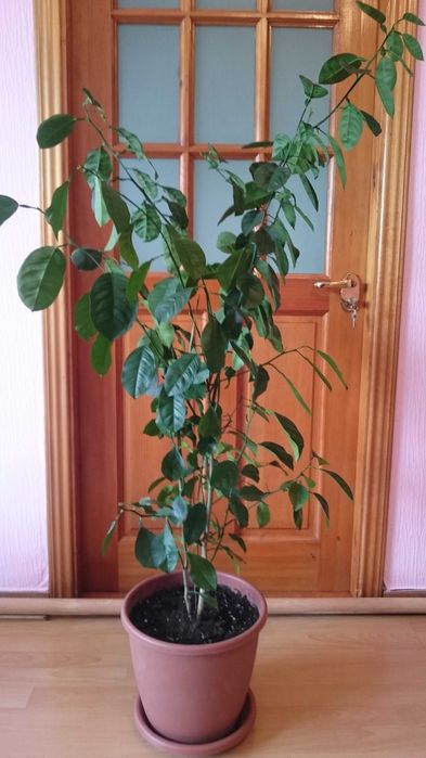 Апельсин Золотой ус Алоэ Вера Диффенбахия