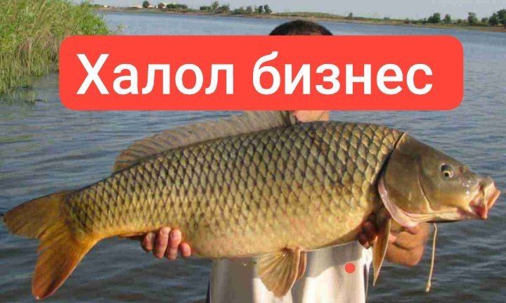 Инвестор бизнес шерик Керак