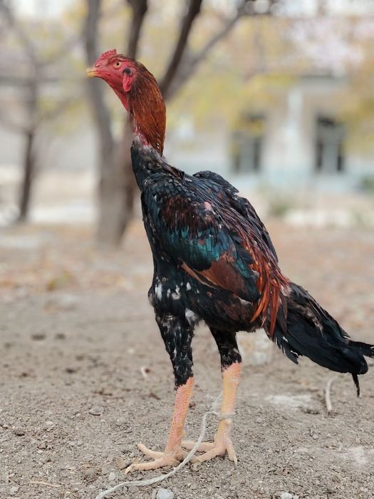 Дакан хороз сотилади