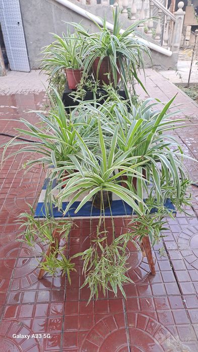 Gullar hlorofilum
