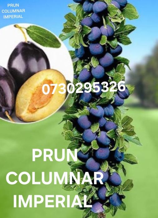 Vând Pomii Fructiferi COLUMNARI Anul 3 de vegetație Certificați