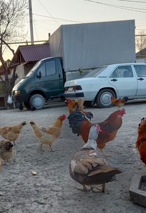 Кучинский петухи