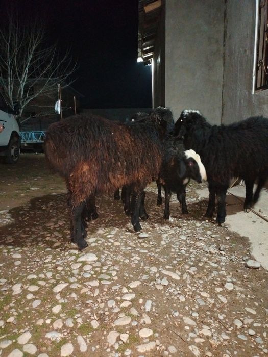 Токты Кошкарлар.      сатылады