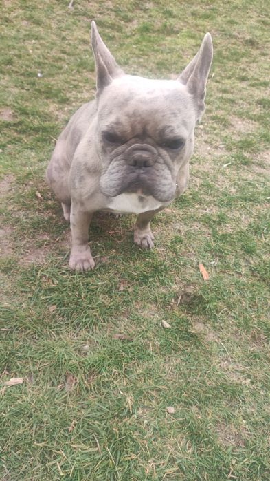 Френски булдог ..