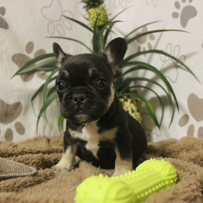 ***Френски булдочета ***