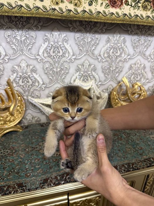 Британский шиншила она 4та боласибилан