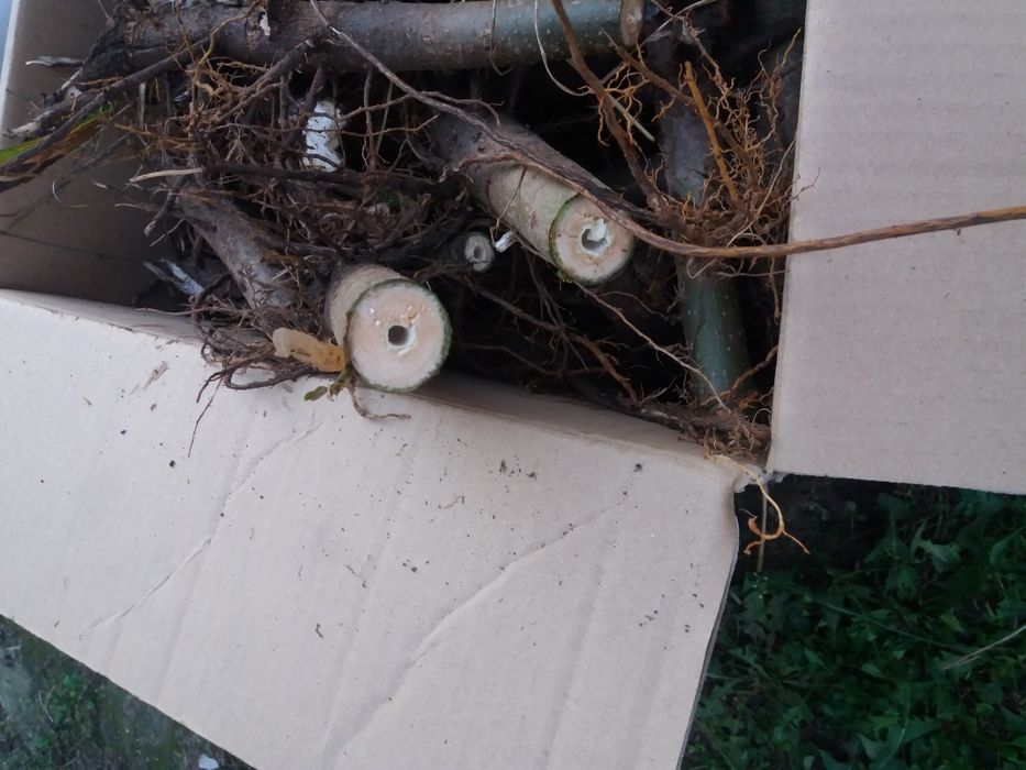 REDUCERE  Butasi paulownia