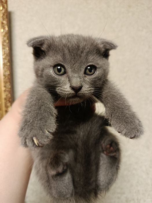 Котята продаются