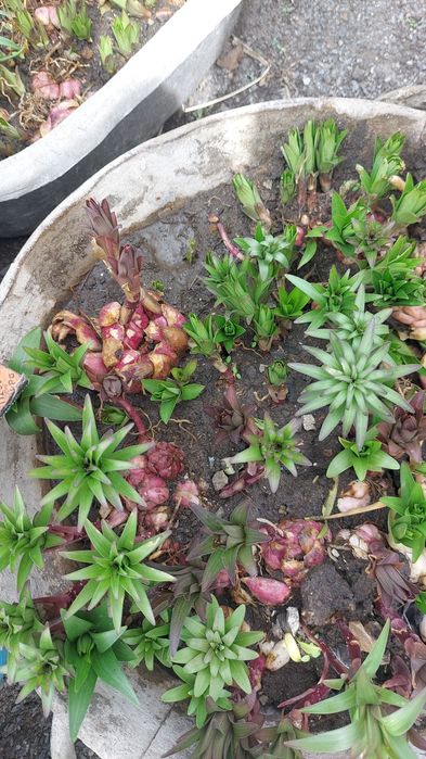 Луковиции лилиии сортовые.